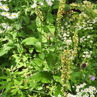 Verbascum blattaria