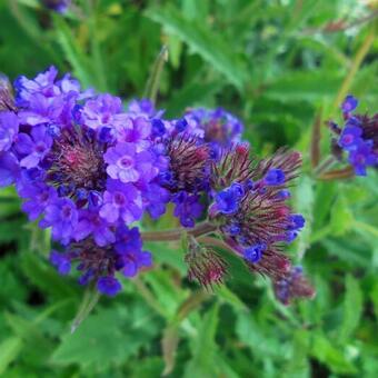 Verbena rigida