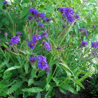 Verbena rigida