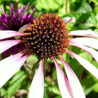 Echinacea 'Pretty Parasol'