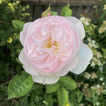 Rosa 'Gentle Hermione'