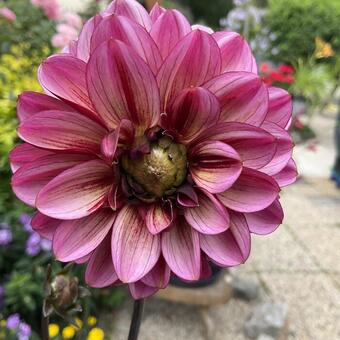 Dahlia 'Senior's Hope'