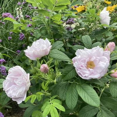 Rosa 'White Roadrunner' - 