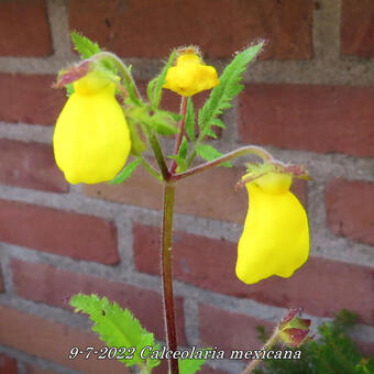 Calceolaria mexicana