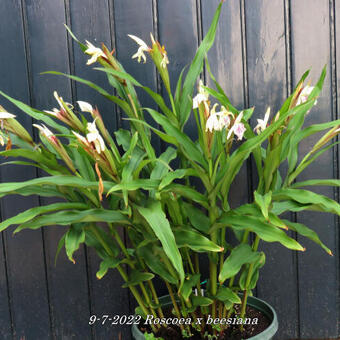 Roscoea x beesiana