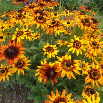 Rudbeckia hirta