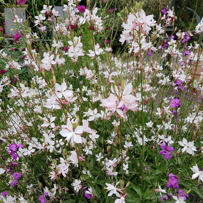 Gaura lindheimeri 'BELLEZA White' - 