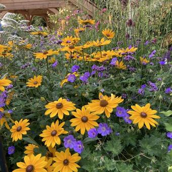 Rudbeckia SUNBECKIA 'Victoria'