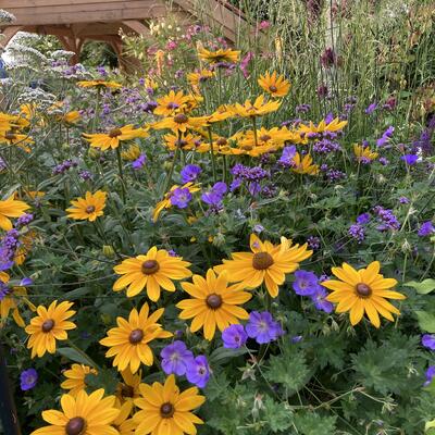 Rudbeckia SUNBECKIA 'Victoria' - 