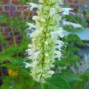 Agastache foeniculum 'Alba'