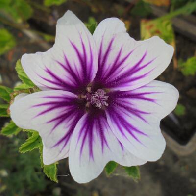 Malva sylvestris 'Zebrina' - Malva sylvestris 'Zebrina'