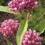 Asclepias incarnata 'Soulmate' - 