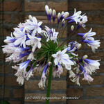 Agapanthus 'Fireworks' - Agapanthus 'Fireworks'