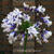 Agapanthus 'Fireworks'