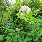 Angelica sylvestris - Angélique des bois