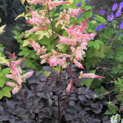 Astilbe 'Chocolate Shogun'