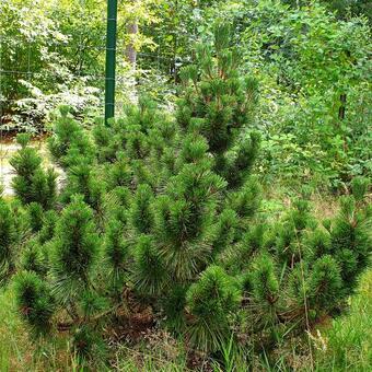 Pinus thunbergii 'Sayonara'