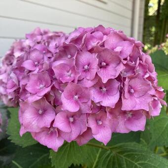 Hydrangea macrophylla 'Hamburg'