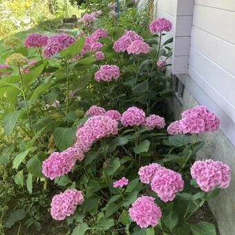 Hydrangea macrophylla 'Hamburg'