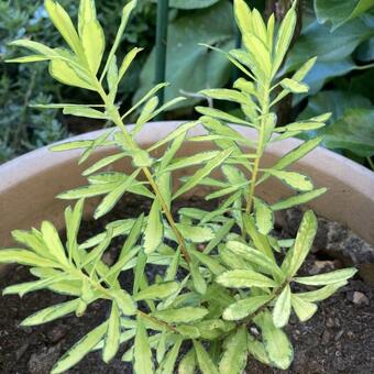 Daphne x burkwoodii 'Golden Treasure'