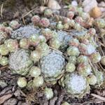 Sempervivum 'Snow White' - 