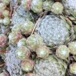 Sempervivum 'Snow White' - 