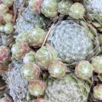 Sempervivum 'Snow White'