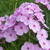 Phlox paniculata 'Hesperis'