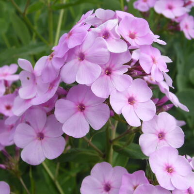 Phlox paniculata 'Hesperis' - Phlox paniculata 'Hesperis'