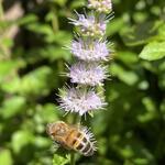 Mentha arvensis 'Strawberry' - 