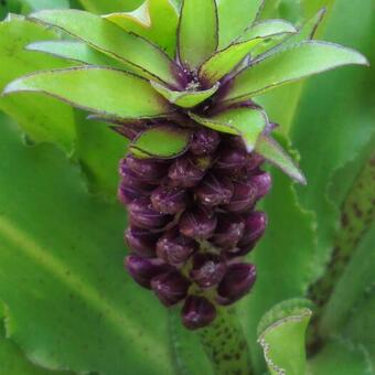 Eucomis comosa 'Leia'