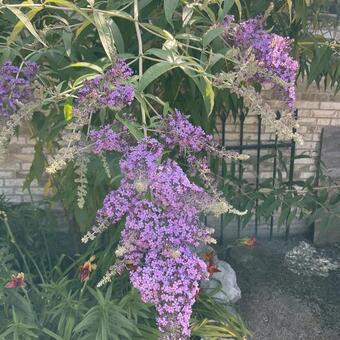 Buddleja davidii 'Dartmoor'