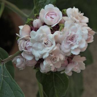 Clerodendrum chinense