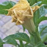 Datura 'Golden Queen Frilled Double' - 