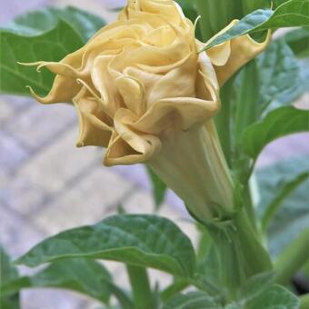 Datura 'Golden Queen Frilled Double'