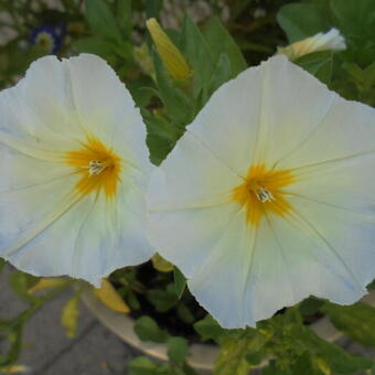 Convolvulus tricolor