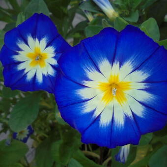 Convolvulus tricolor