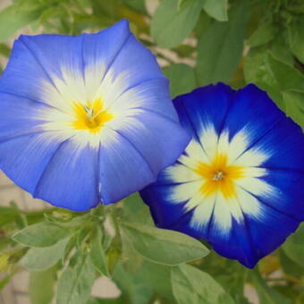 Convolvulus tricolor