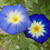 Convolvulus tricolor