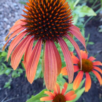 Echinacea purpurea 'Laughing MEADOW MAMA' - 