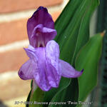 Roscoea purpurea 'Twin Towers' - 