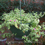 Aptenia cordifolia 'Magenta Purple Sun Rose' - 