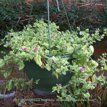 Aptenia cordifolia 'Magenta Purple Sun Rose'