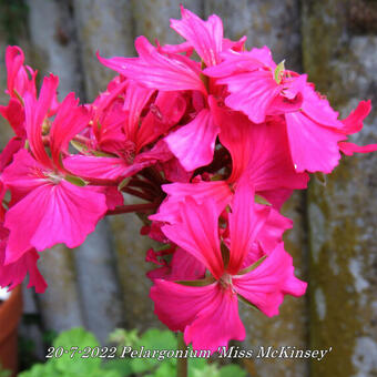 Pelargonium 'Miss McKinsey' (Stellar type)