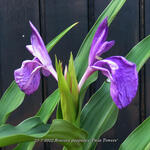 Roscoea purpurea 'Twin Towers' - 