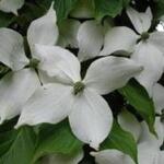 Cornus kousa 'White Giant' - 