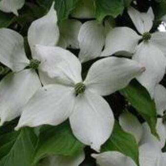 Cornus kousa 'White Giant'