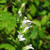 Lobelia siphilitica 'Alba'