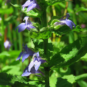 Lobelia siphilitica