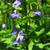 Lobelia siphilitica